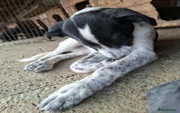 Mixed Breed dogs for adoption: Pumpkin - North Walsham Norfolk  - Image 6
