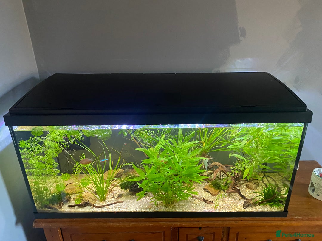 Other/Mixed Breed fish for sale: 180L tropical set up  - Image 2