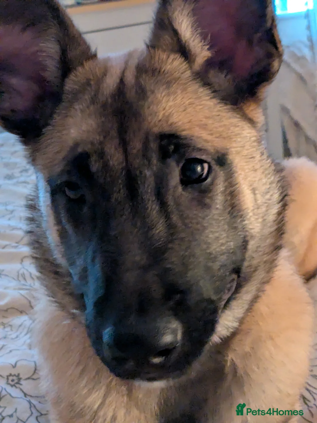 Belgian Shepherd Dog dogs for sale: Beautiful Belgian malinois girl - Advert 2