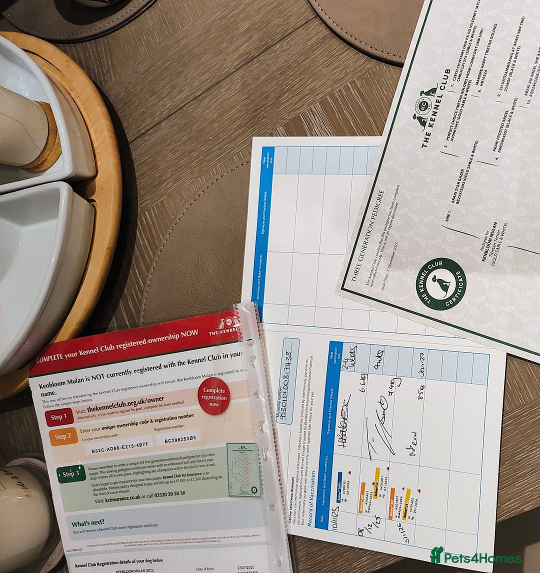 Tibetan Terrier dogs for sale: Tibetan terrier - Advert 6