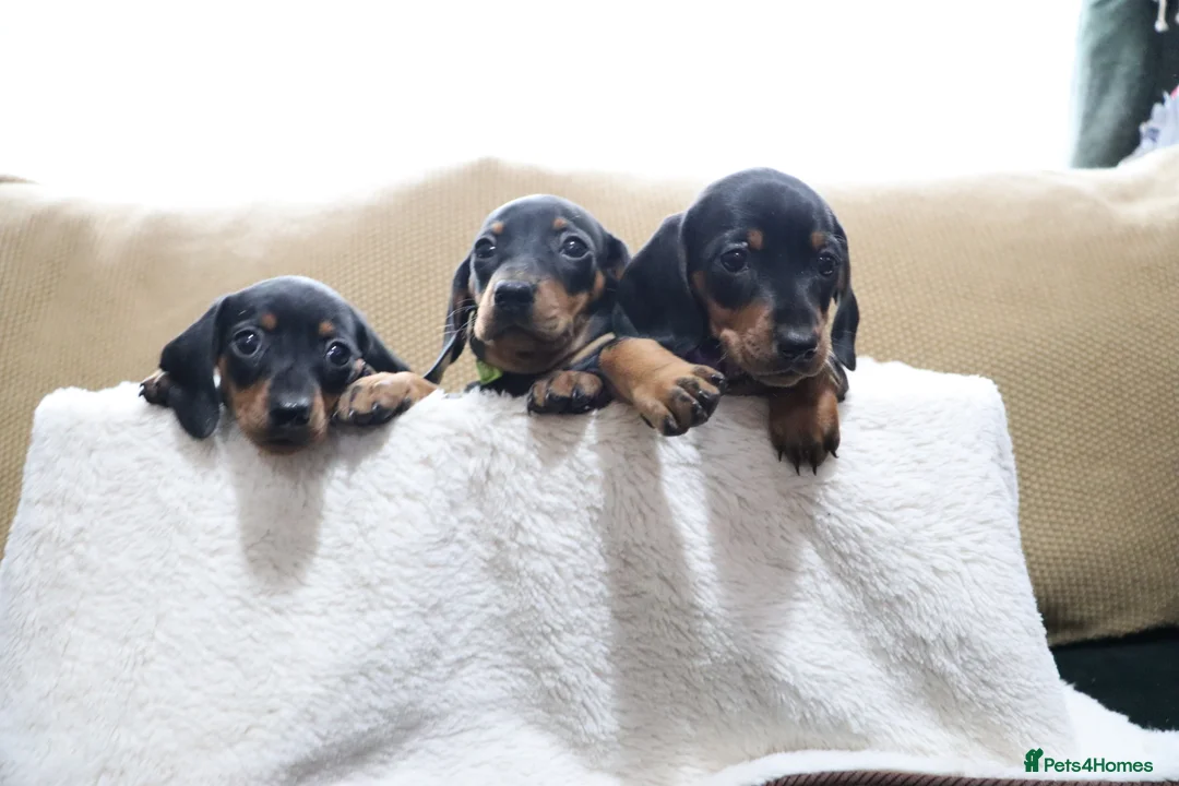 Dachshund dogs for sale: 6 adorable dachshund puppies available  - Advert 5