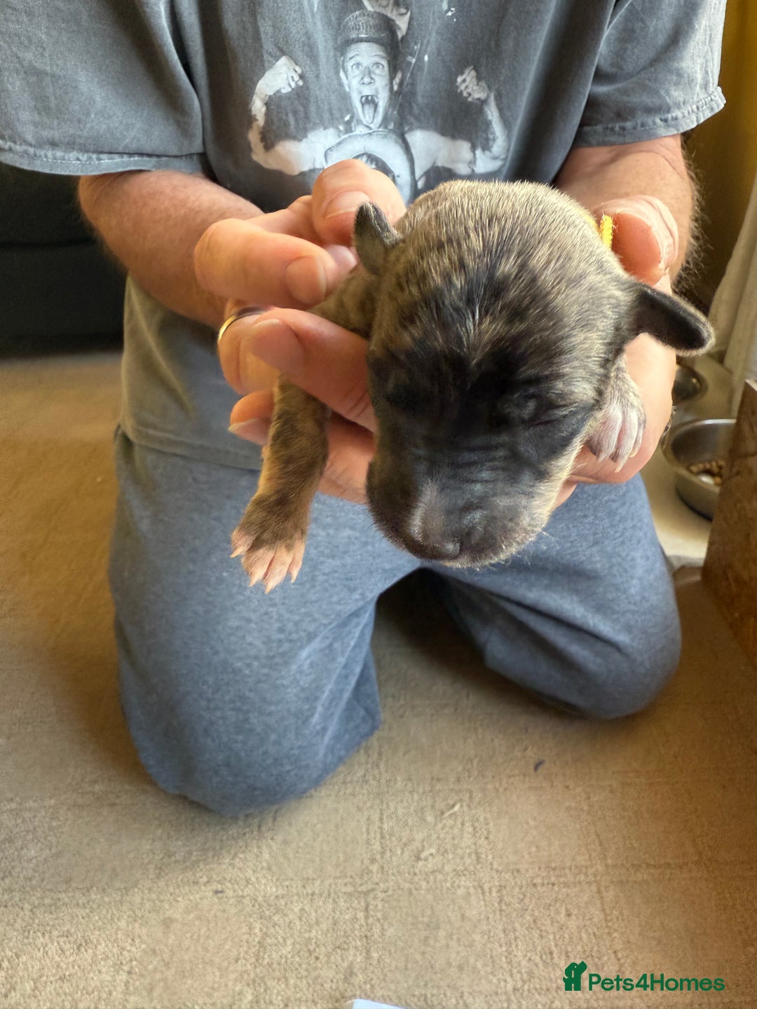 Lurcher dogs for sale: Litter of fabulous Lurchers - Image 21