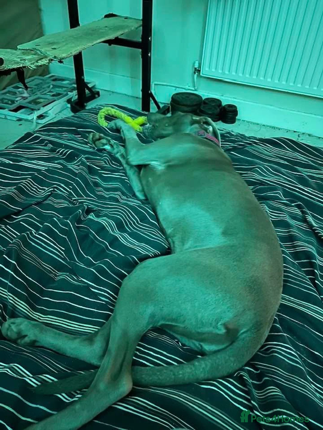 Weimaraner dogs for sale: Hallie  - Advert 17