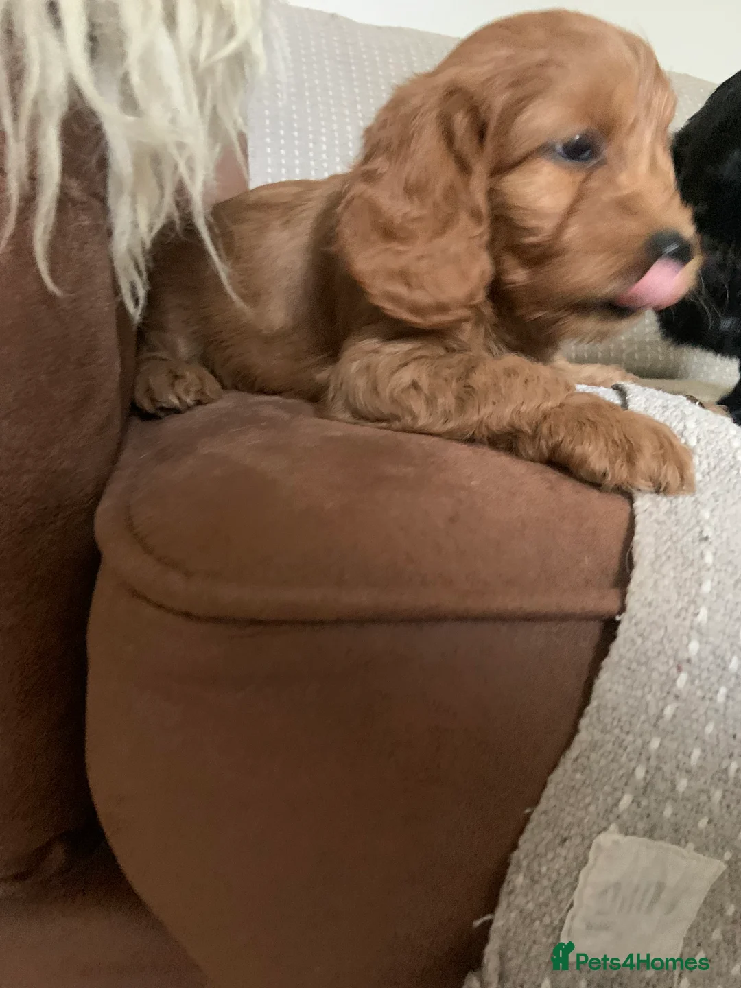 Cockapoo dogs for sale: F1 health tested Cockapoo puppies - Advert 10
