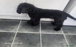 Cocker Spaniel dogs for sale: COCKER SPANIEL  - Image 3