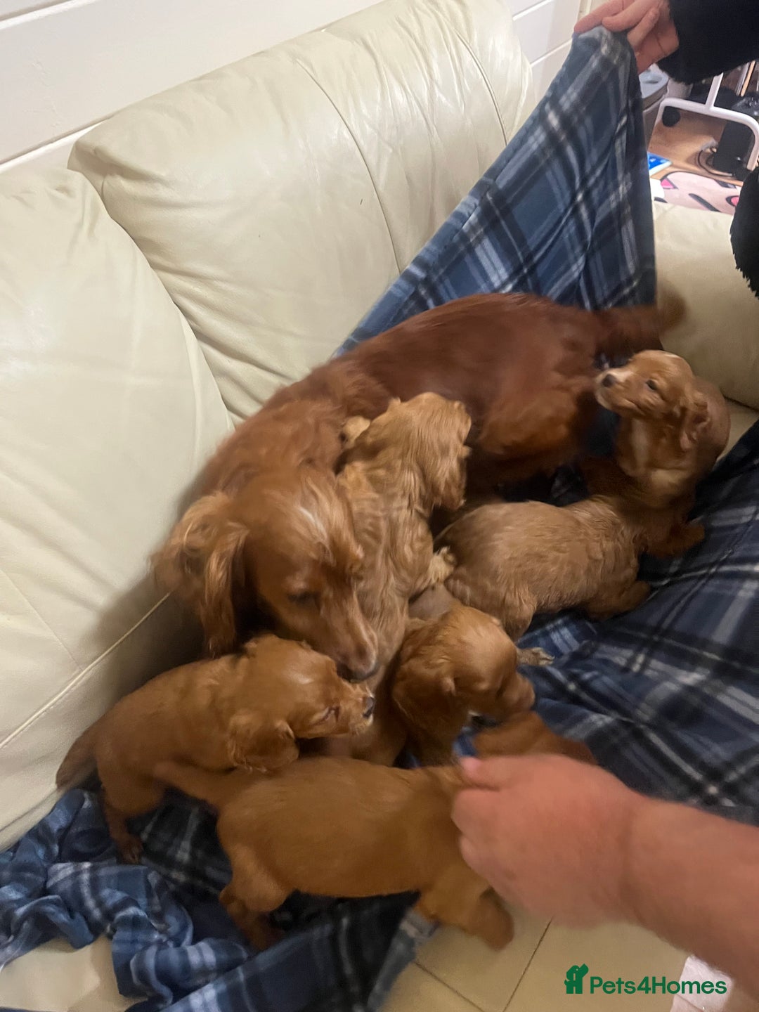 Cocker Spaniel dogs for sale: Stunning Cocker Spaniel Puppies - Advert 14