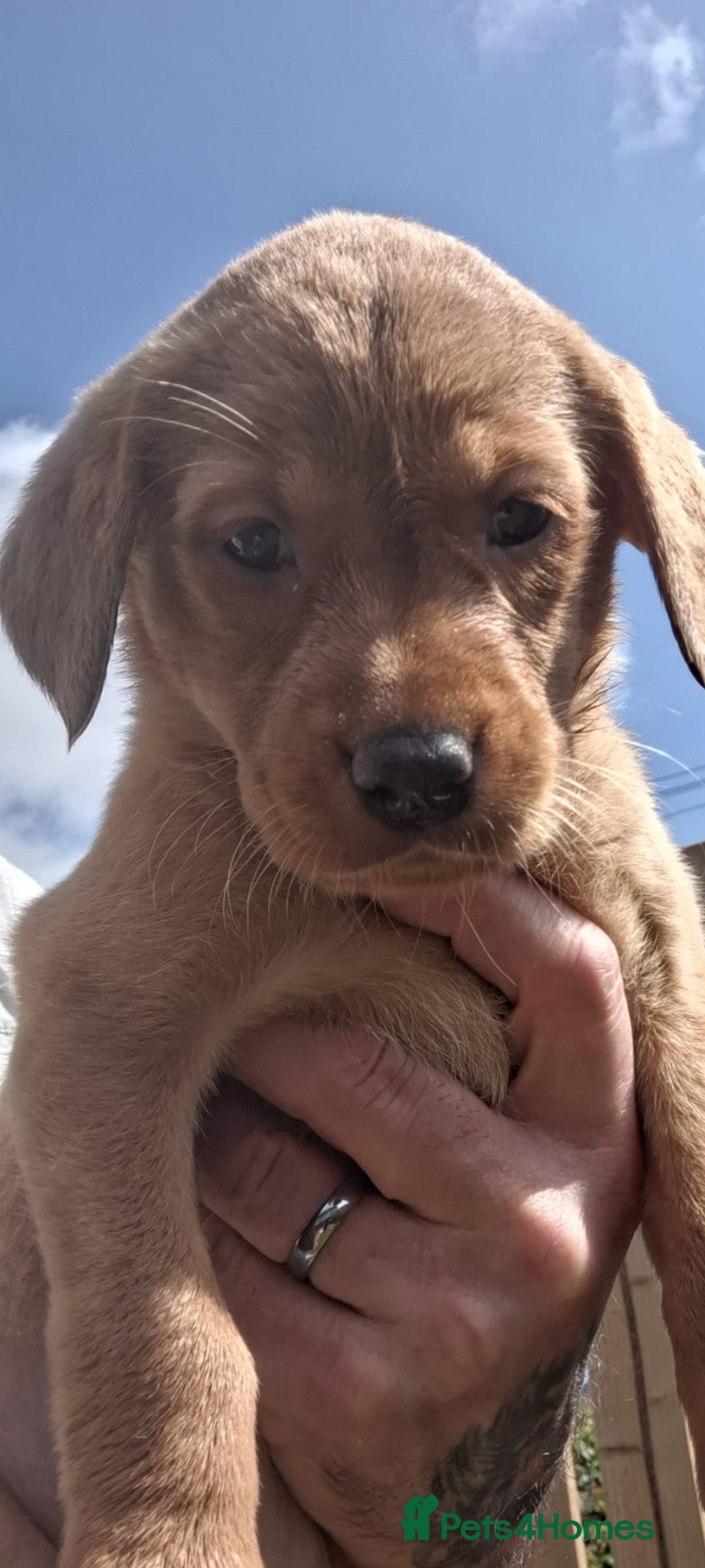 Labrador Retriever dogs for sale: Red fox labrador puppy's  - Image 3