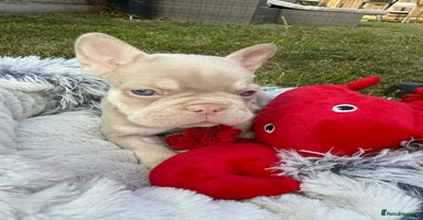 French Bulldog dogs - Advert 5