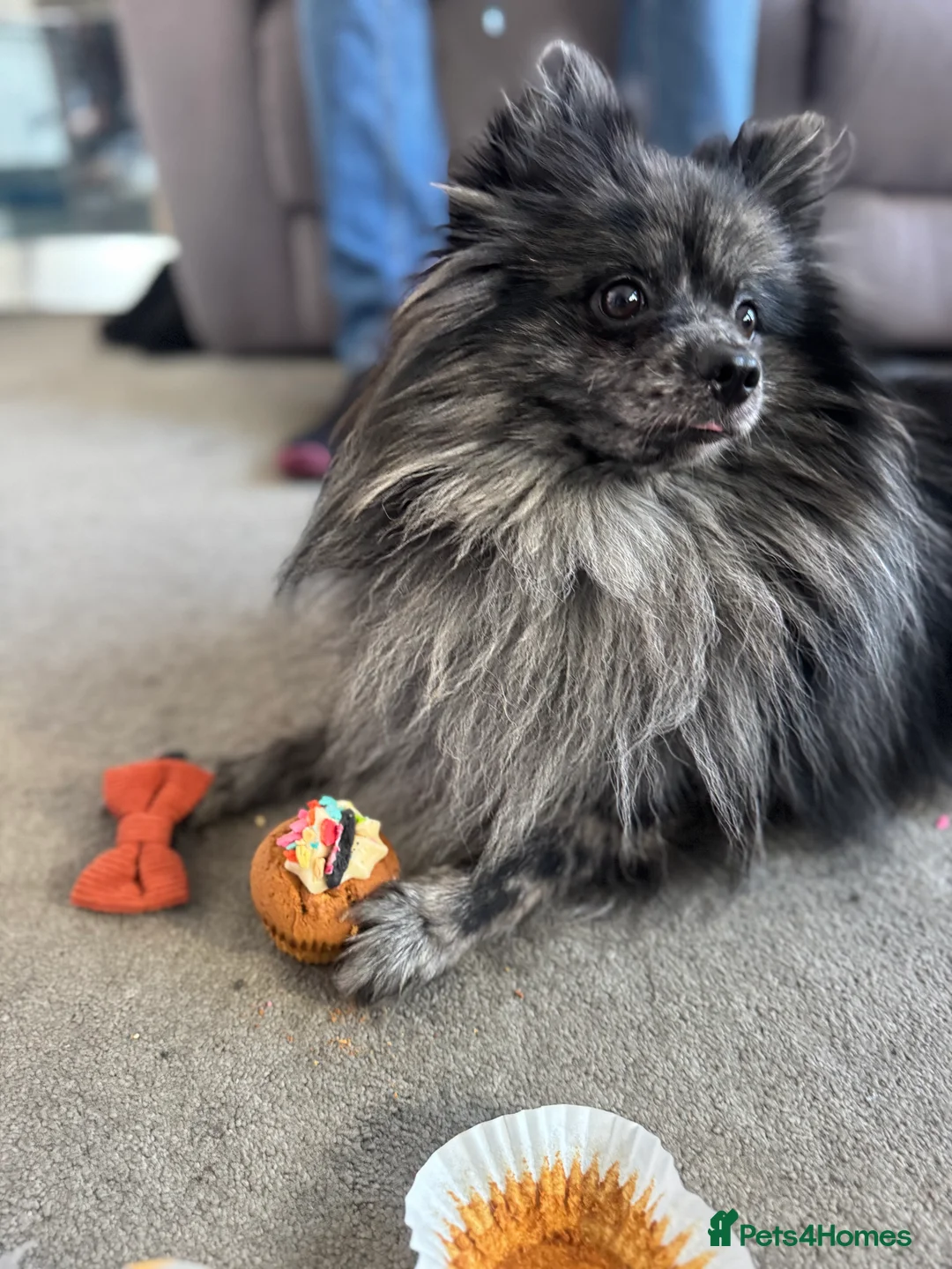 Pomeranian dogs for stud: High-Quality Wolf Sable Pomeranian Stud| Abu Dhabi - Advert 2