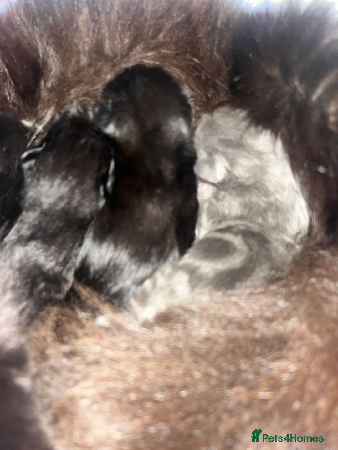 Mixed Breed cats for sale: Amber Bengal X shorthaired Black kittens in Cambridge - Advert 28