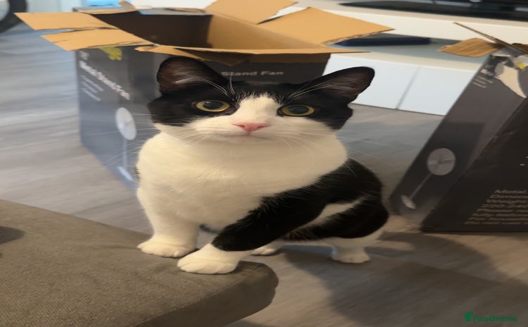 Domestic Shorthair cats - Advert 2