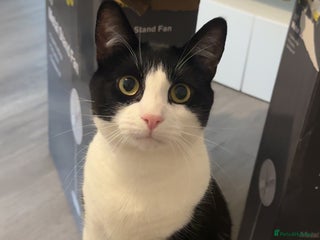 Domestic Shorthair cats - Advert 34