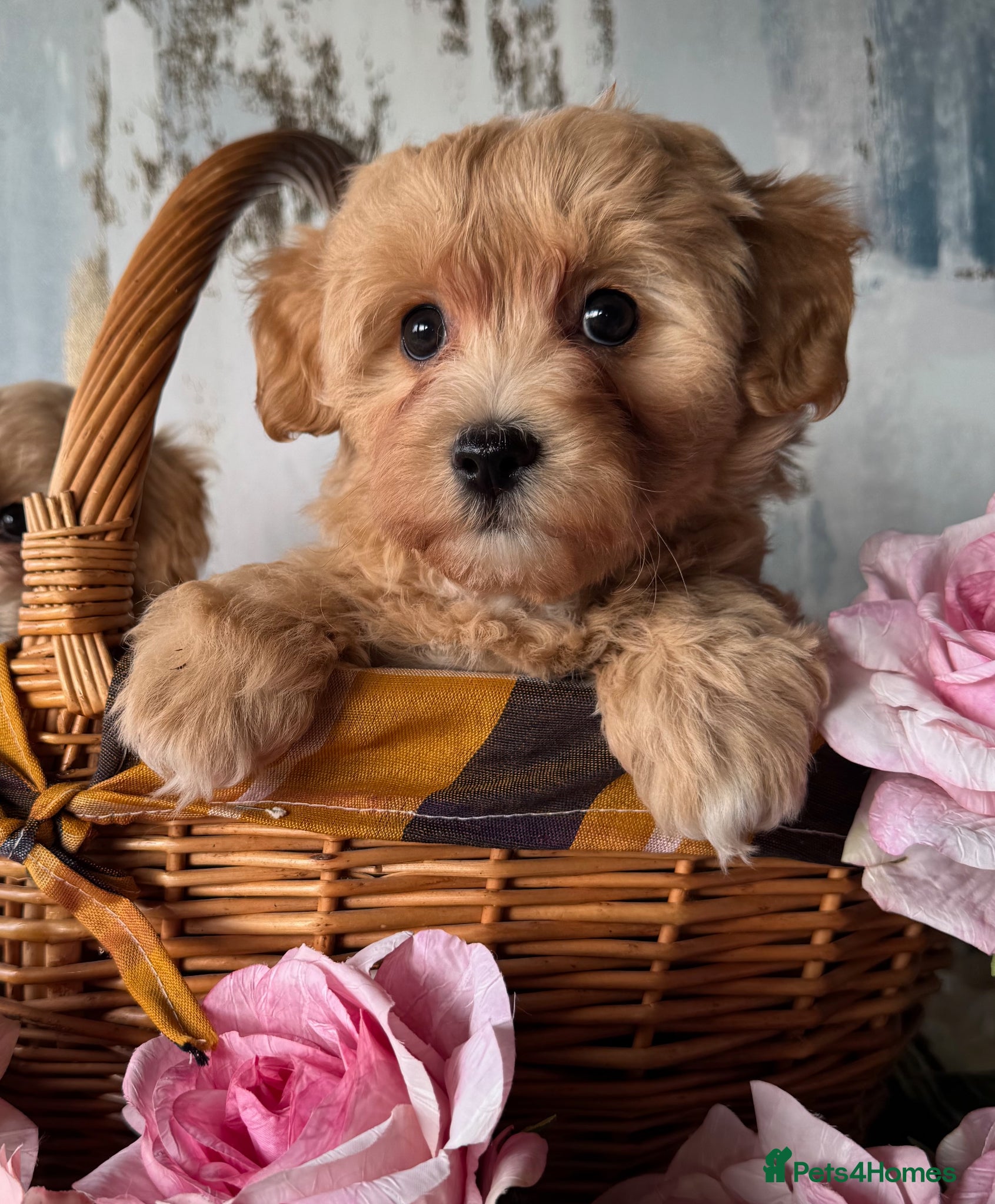 Maltipoo dogs Exceptional litter of F1 Maltipoo puppies - Advert 1