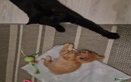 Bengal cats for sale: ** Stunning 😍 2 kittens left ** - Advert 13