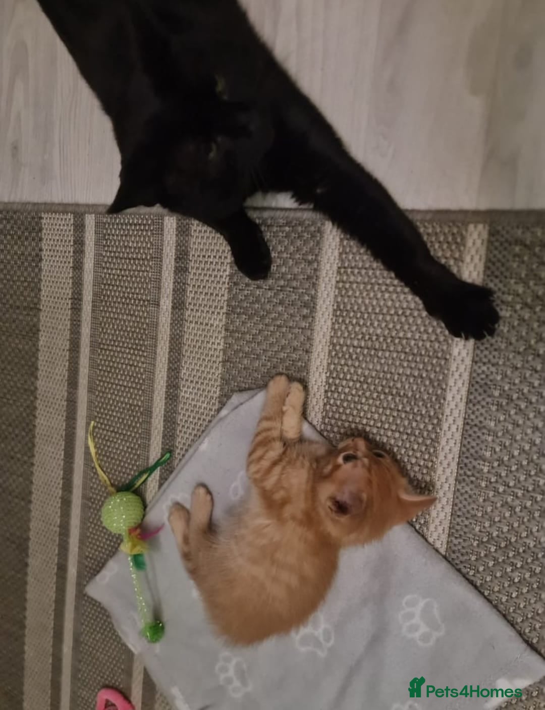 Bengal cats for sale: ** Stunning 😍 2 kittens left ** - Advert 13