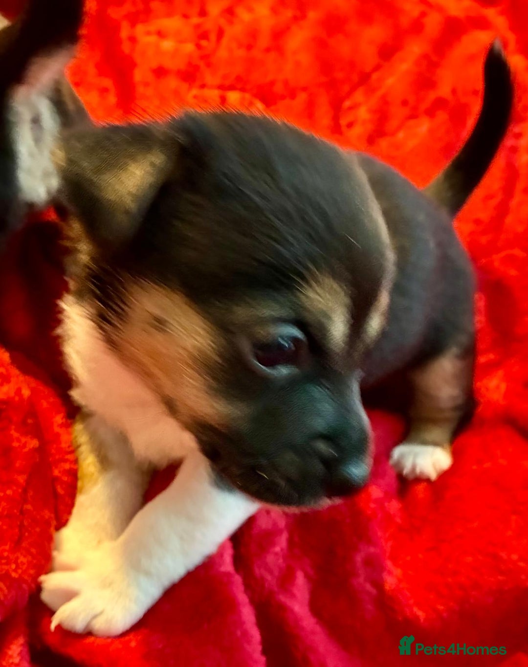 Jack Russell dogs for sale: Miniature Jack Russel Pups for sale - Advert 2