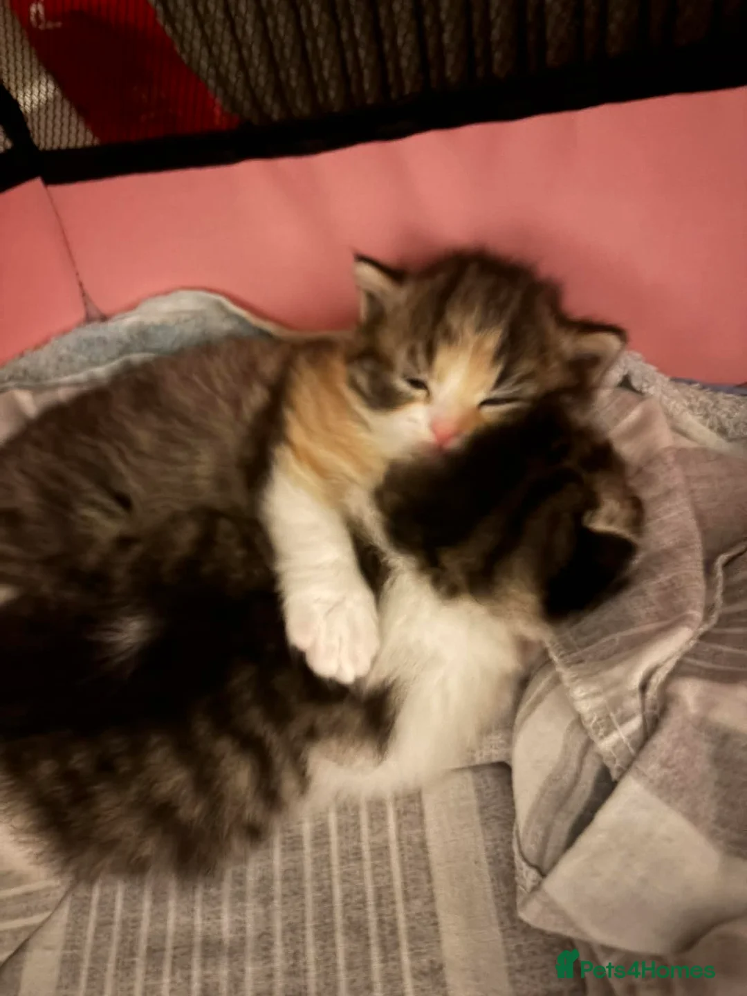 Mixed Breed cats for sale: Adorable kittens for sale in Saint Austell - Advert 2