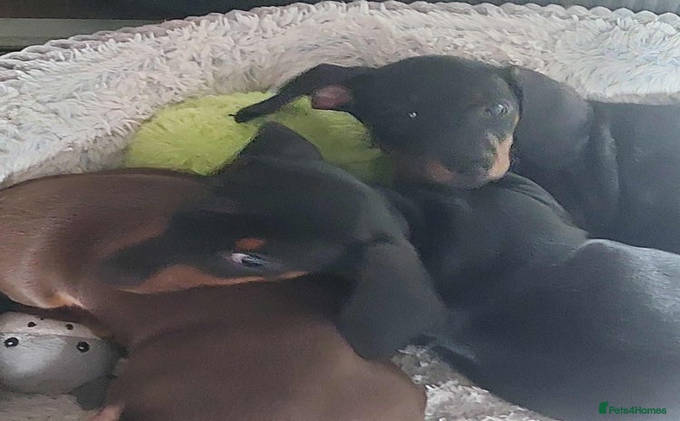 Miniature Dachshund dogs - Advert 10