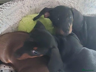 Miniature Dachshund dogs - Advert 5