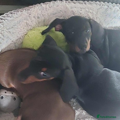 Miniature Dachshund dogs - Advert 11