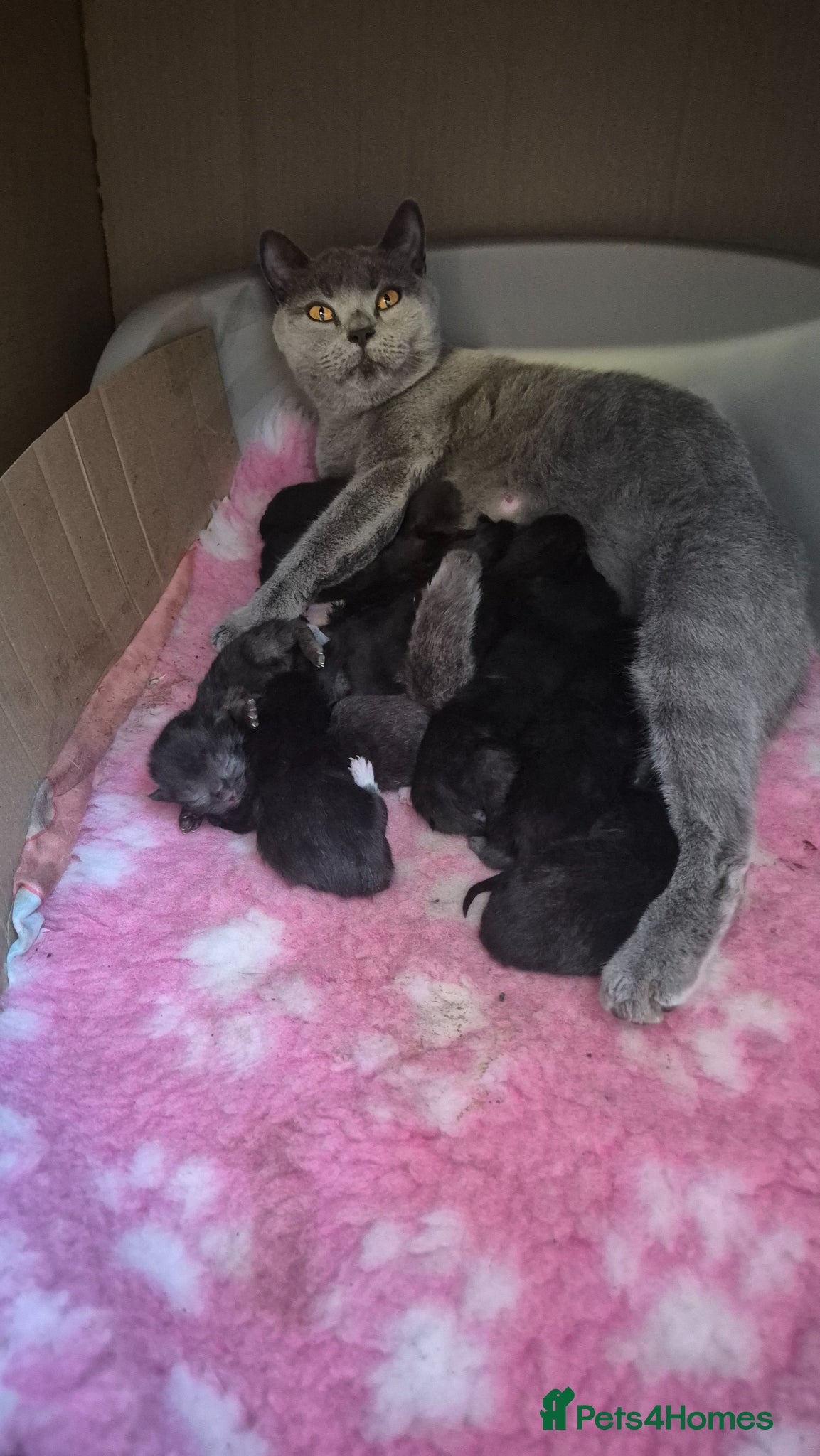 Mixed Breed cats British short hair cross kittens  - Advert 2