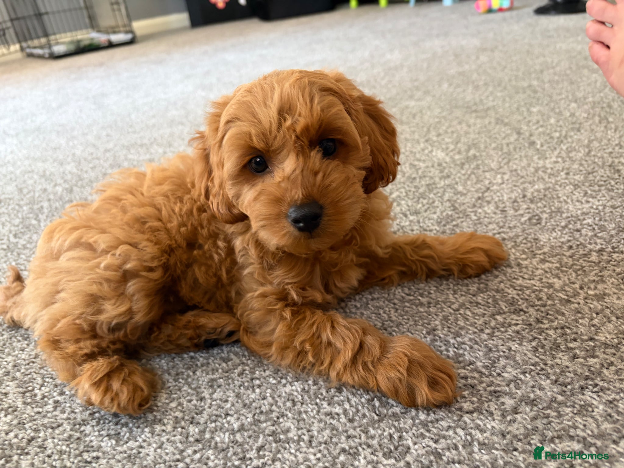 Maltipoo dogs READY NOW  Maltipoo puppies - Advert 6