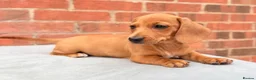 Miniature Dachshund dogs for sale: miniature dachshunds  - Advert 1