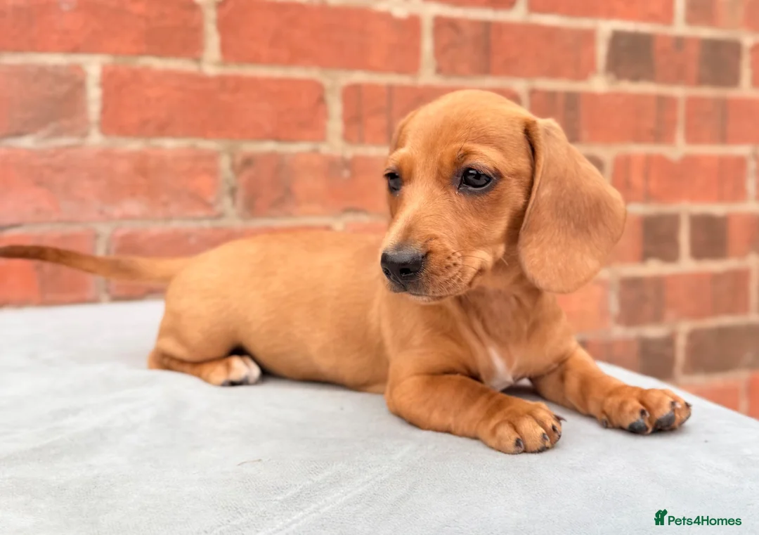 Miniature Dachshund dogs for sale: miniature dachshunds  - Advert 1