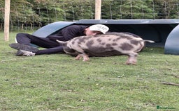 Pig livestock for sale: Unregistered Female kunekune piglet. - Image 4