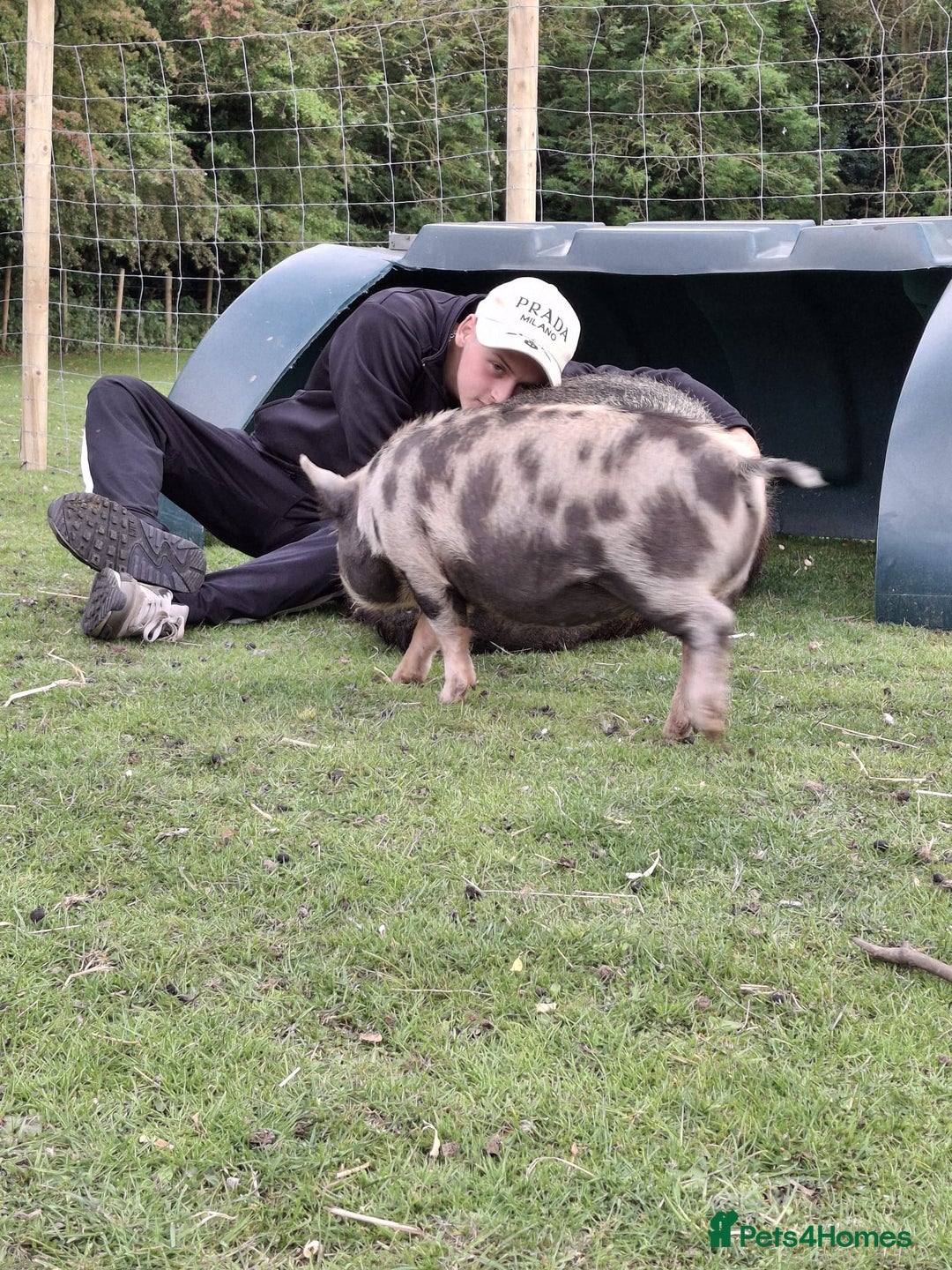 Pig livestock for sale: Unregistered Female kunekune piglet. - Image 4