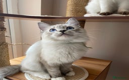 Ragdoll cats for sale: Ragdoll kittens from Moonliteyecats  - Image 8