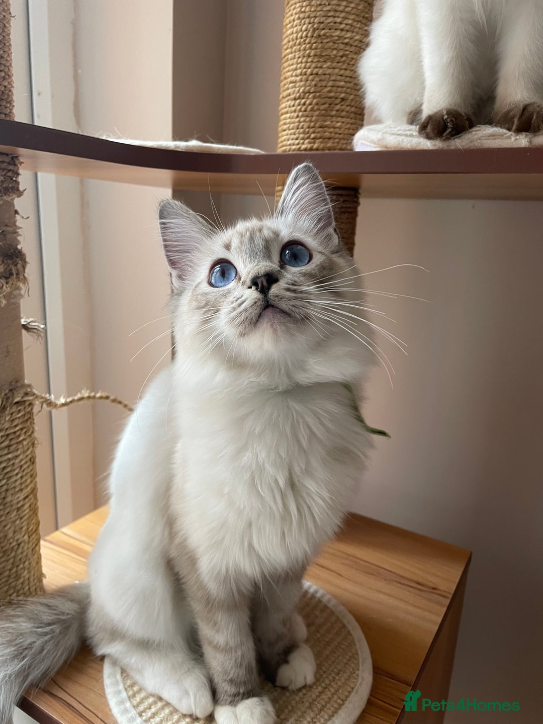 Ragdoll cats for sale: Ragdoll kittens from Moonliteyecats  - Image 8