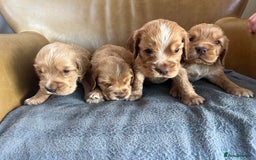 Cocker Spaniel dogs for sale: 🐾Gorgeous Cocker Spaniel Puppies 🐶🐾 - Image 17