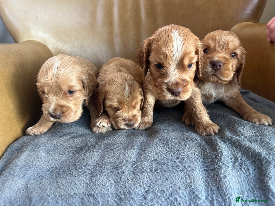 Cocker Spaniel dogs for sale: 🐾Gorgeous Cocker Spaniel Puppies 🐶🐾 - Image 17