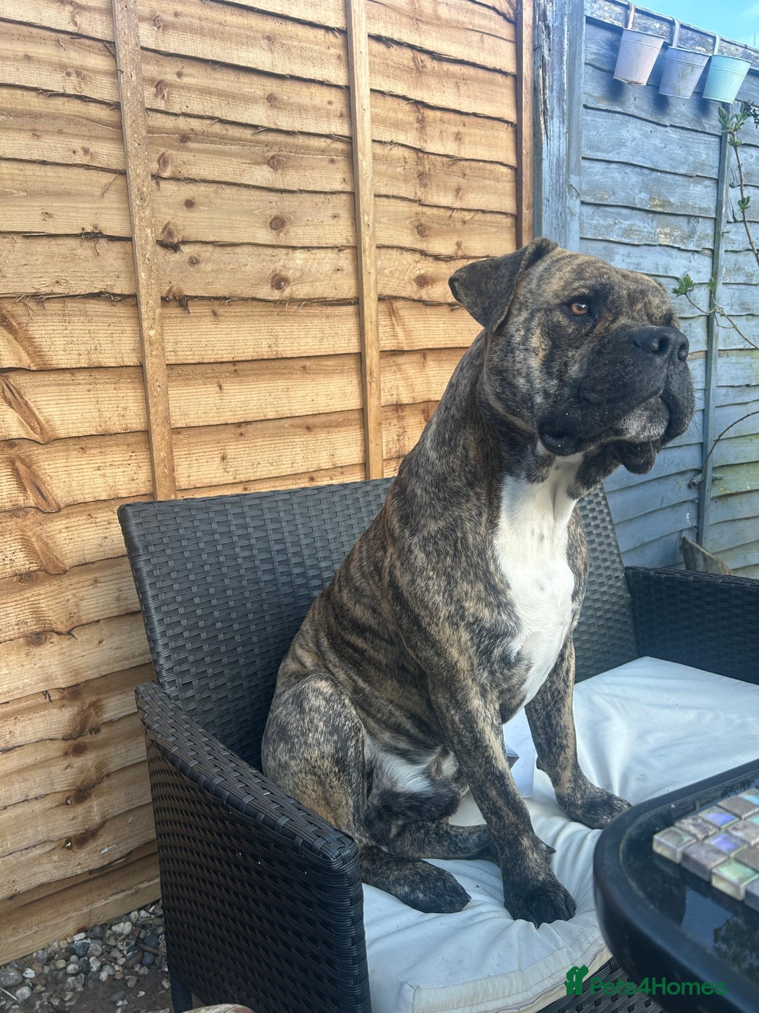 Mastiff dogs for stud: Mastiff for stud  - Image 5