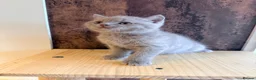 British Shorthair cats for sale:  🐱 Adorable bsh kittens looking for loving homes - Advert 13