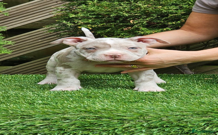 American Bully dogs - Advert 1