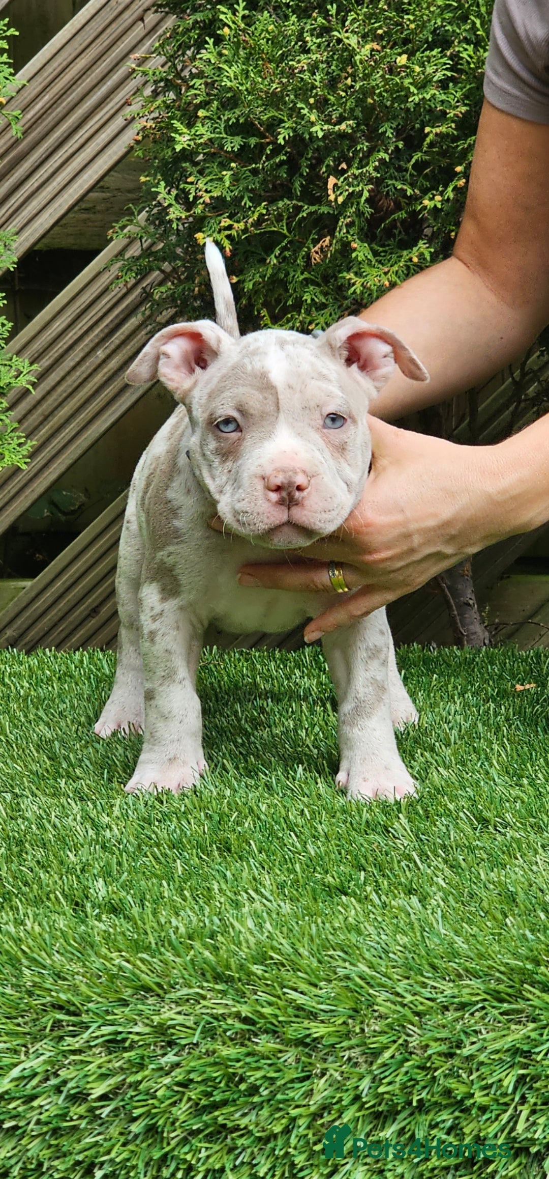 American Bully dogs for sale: 9 week old pocket bully pups, well known bloodline - Image 1