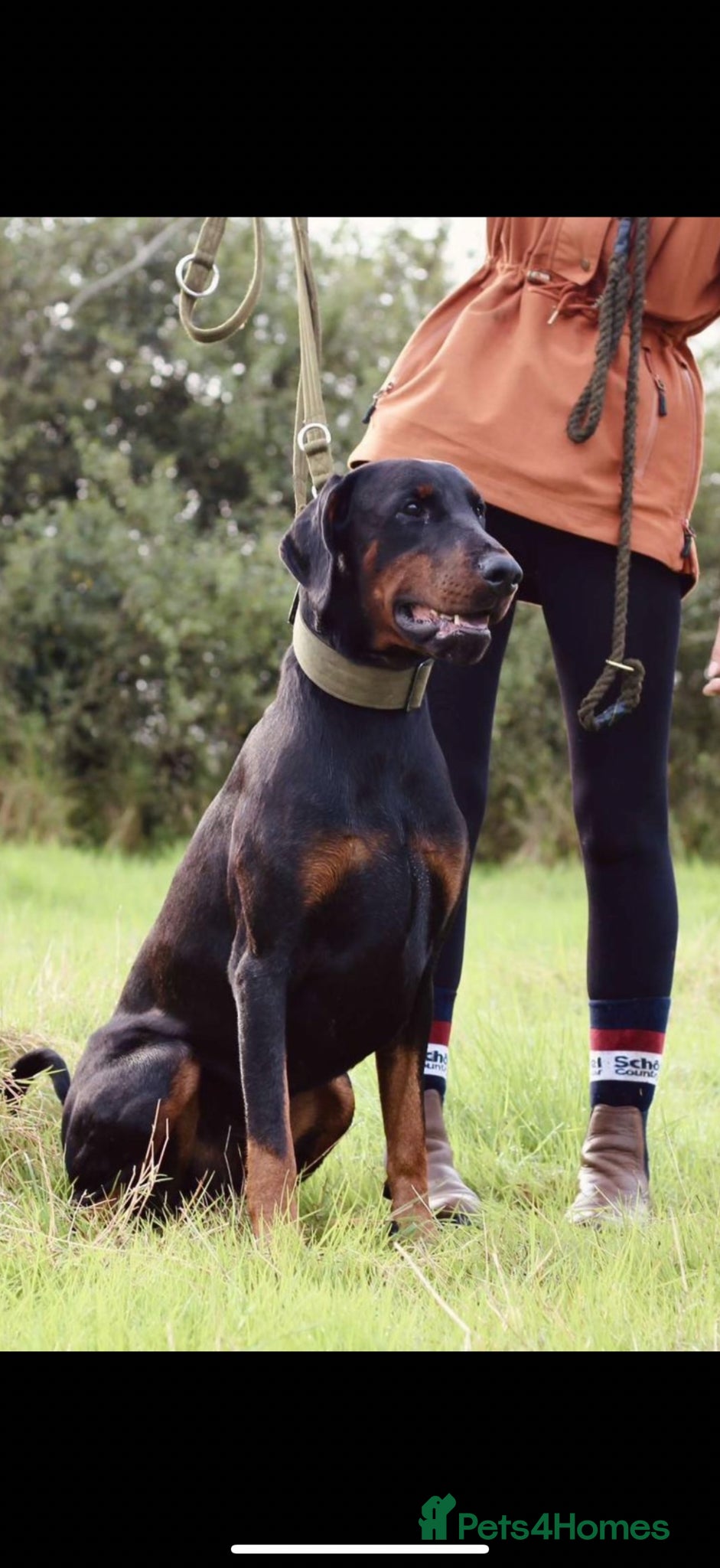 Dobermann dogs *Outstanding European Dobermanns for sale* - Advert 1