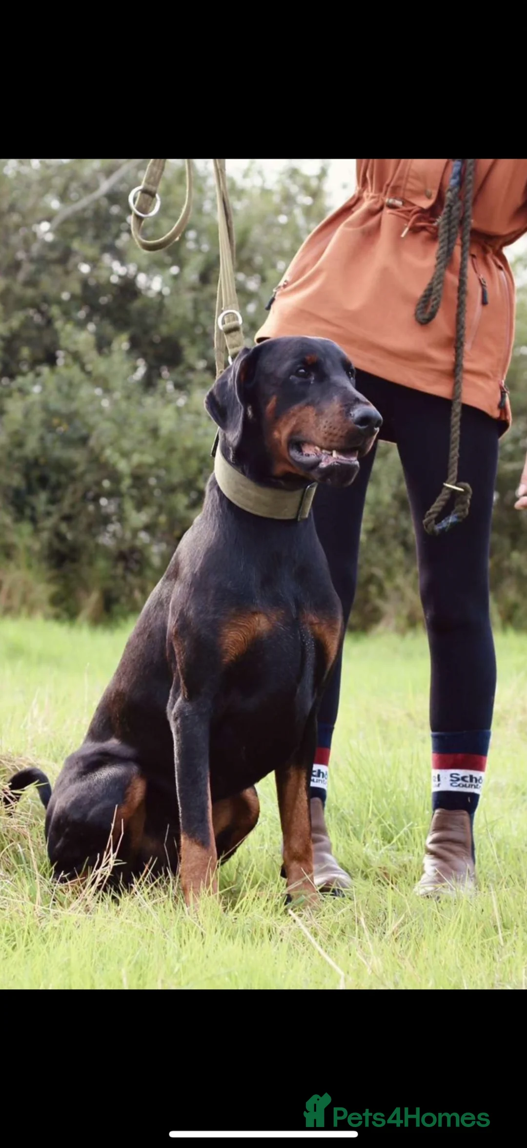 Dobermann dogs for sale: *Outstanding European Dobermanns for sale* - Advert 1