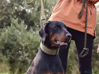 Dobermann dogs *Outstanding European Dobermanns for sale* - Advert 1