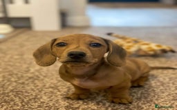 Miniature Dachshund dogs for stud: Miniature Dachshund Stud  - Image 4
