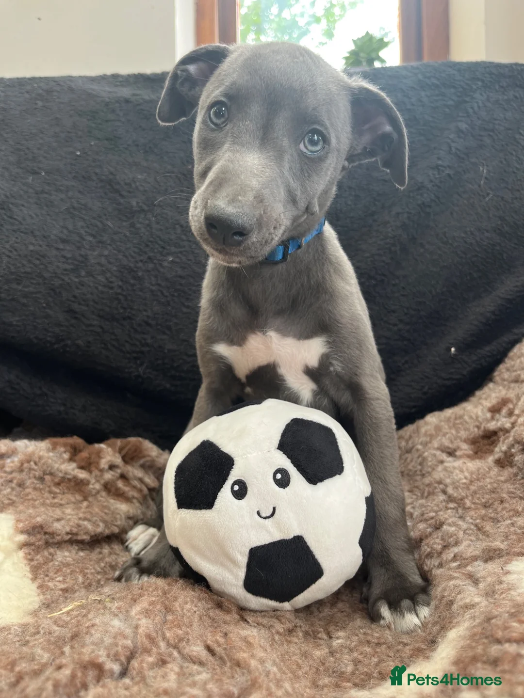 Whippet dogs for sale: ✨1 BOY LEFT!!✨£1,000 - Advert 1