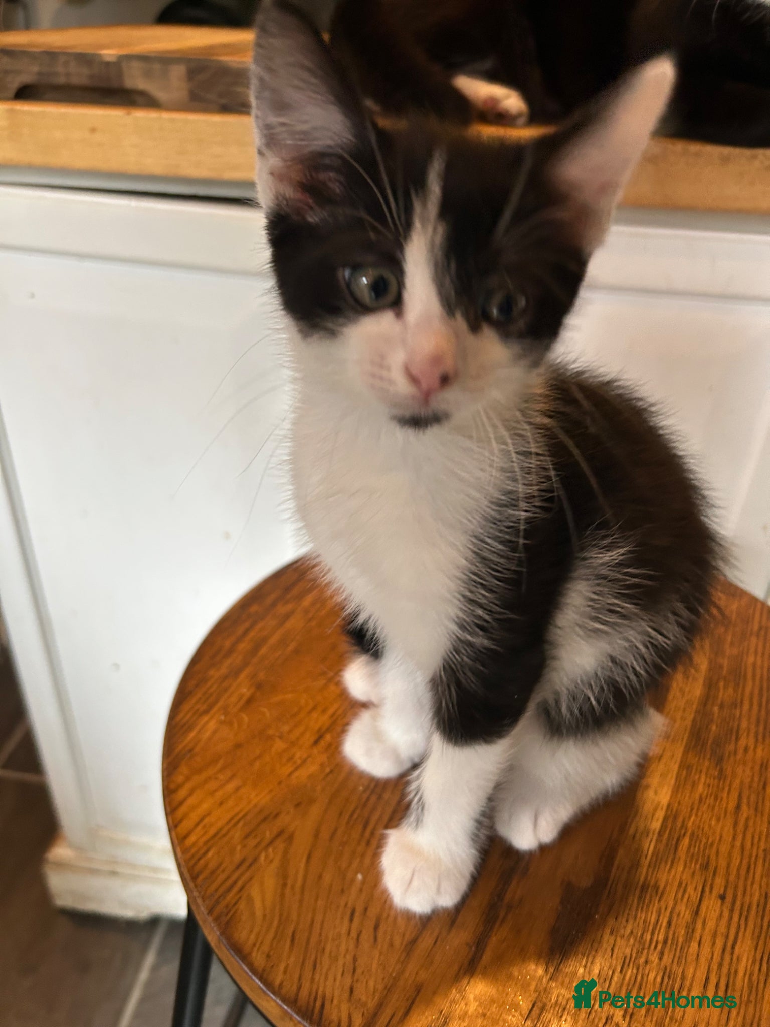 Mixed Breed cats Kittens for sale  - Advert 12