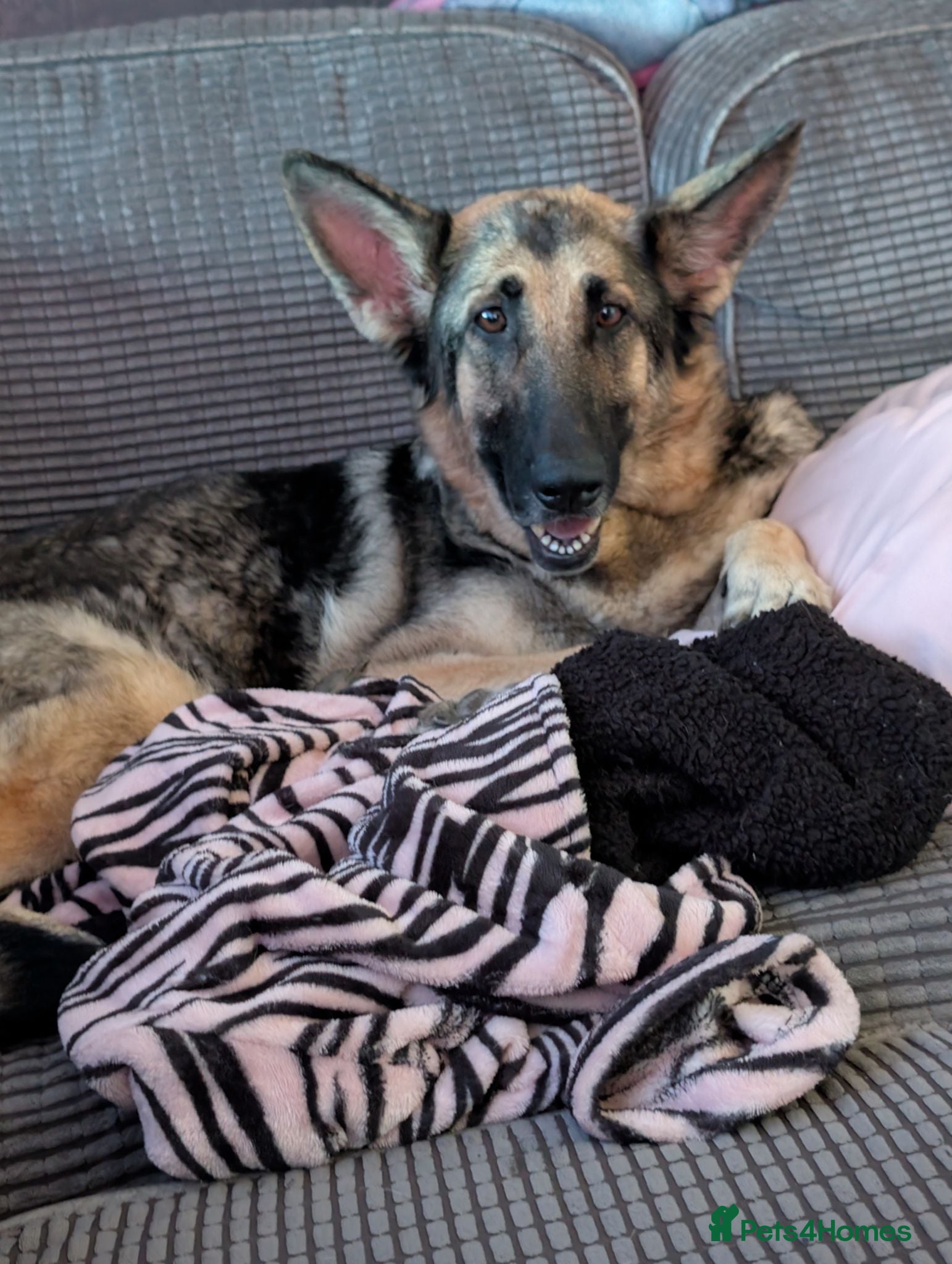 Mixed Breed dogs Beautiful German shepherd x sproodle pups  - Advert 1