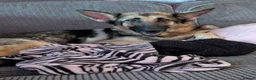 Mixed Breed dogs for sale: Beautiful German shepherd x sproodle pups  - Advert 1