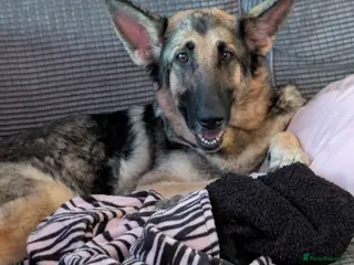 Mixed Breed dogs Beautiful German shepherd x sproodle pups - Advert 1