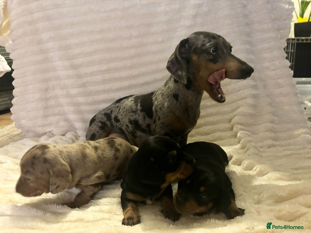 Miniature Dachshund dogs for sale: Miniature Dachshunds  - Advert 16