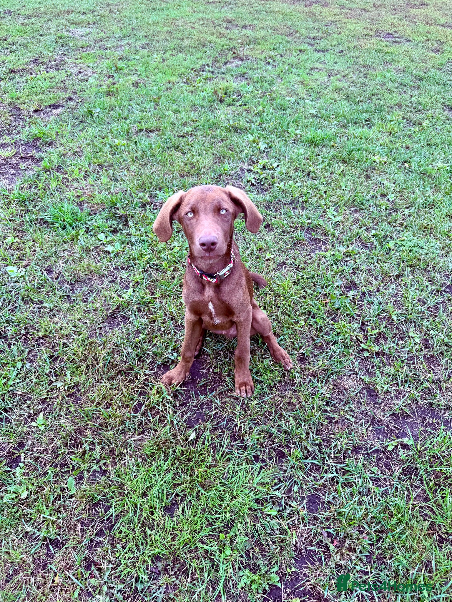 Mixed Breed dogs 💙LAST BOY PUP  17 weeks old !! - Advert 2