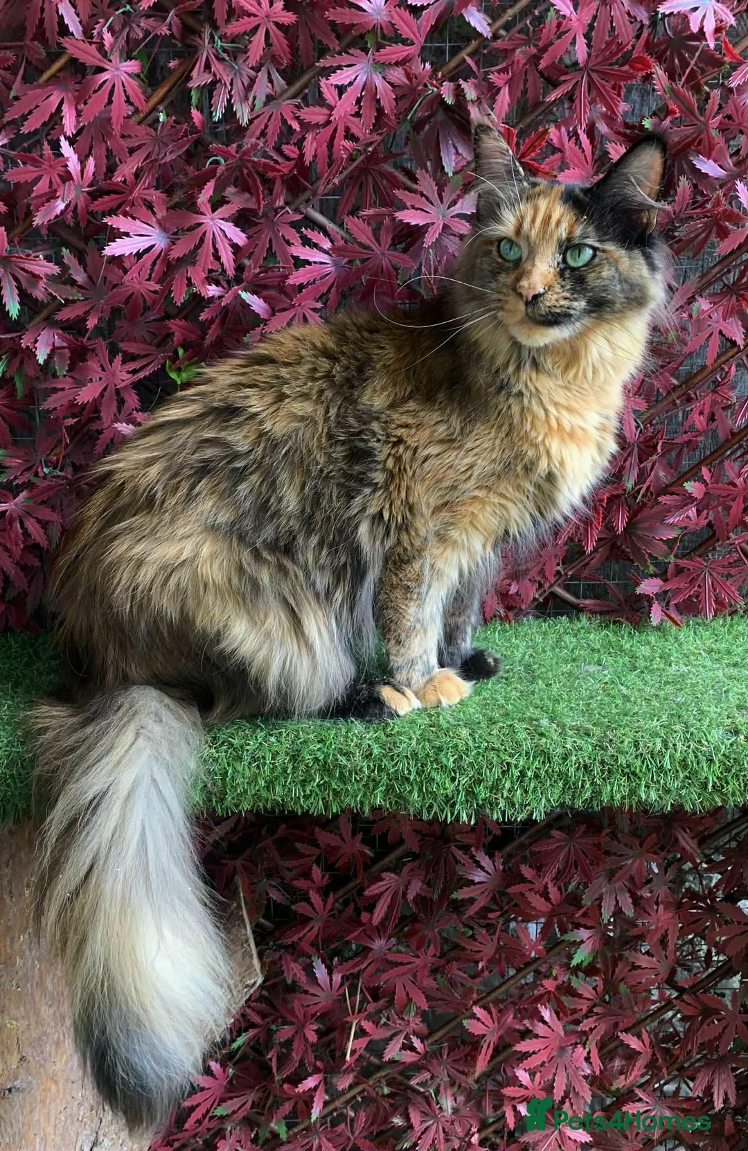 Maine Coon cats for sale: GCCF Maine Coon Kittens.  - Advert 2